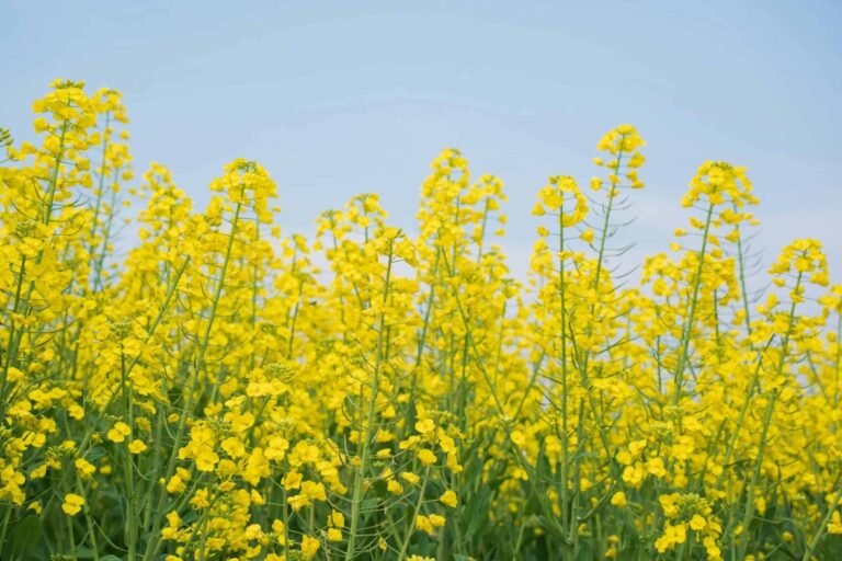 Putting slugs on the map: farmers pioneer precision crop protection 